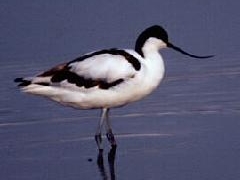 arps_avocet.jpg