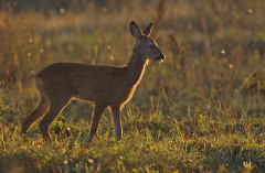 capreolus_capreolus.jpg