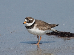 charadrius_hiaticula.jpg