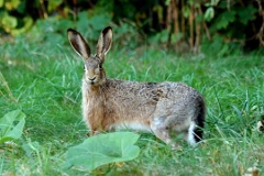 lepus_capensis.jpg